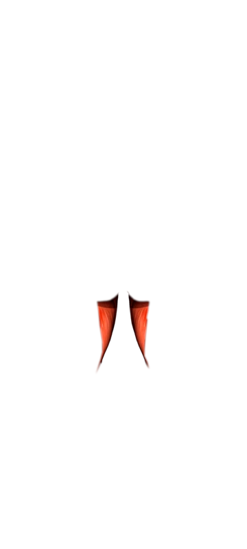 Músculo vista posterior
